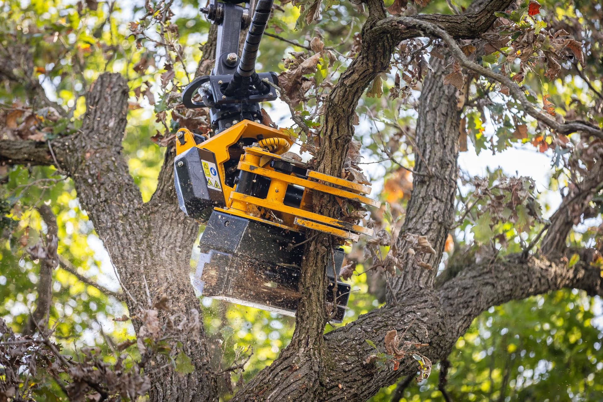 The Importance of Regular Tree Maintenance: Keep Your Trees Healthy and Safe with Tree Wise Men LLC