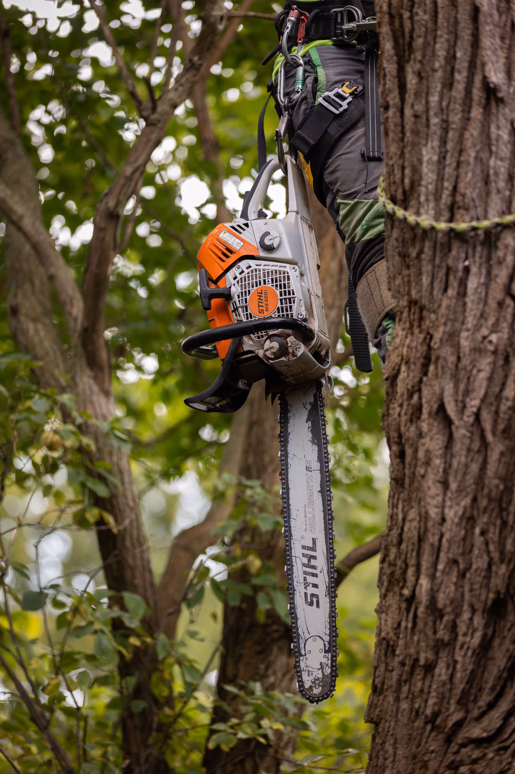 Understanding the Different Types of Tree Services: What Does Tree Wise Men LLC Offer?