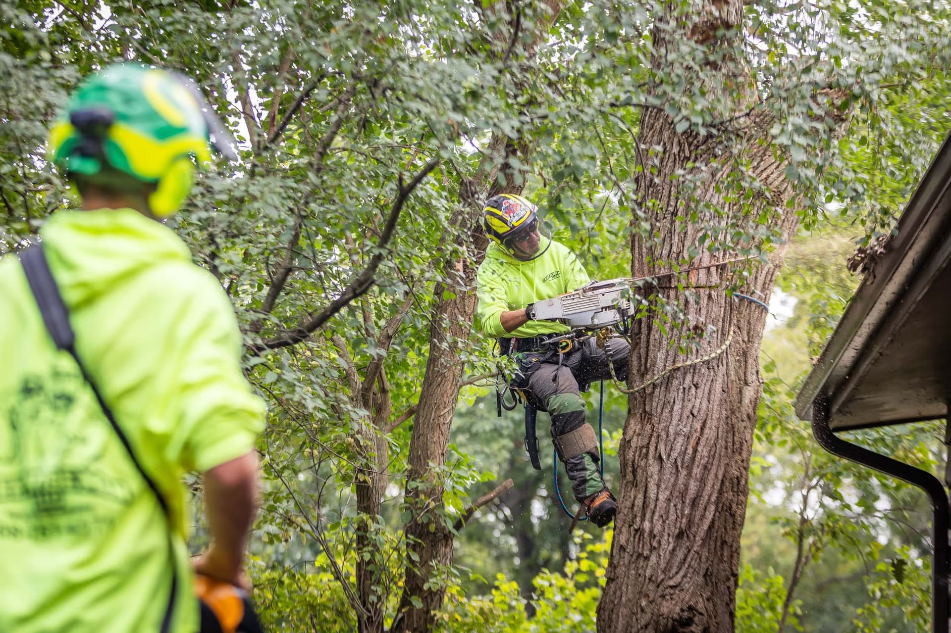 Elevating arboriculture standards in rock county wisconsin